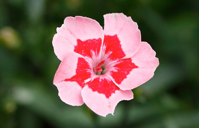 A pink flower with vibrant red patterns on its petals blooms in focus against a blurred green background.