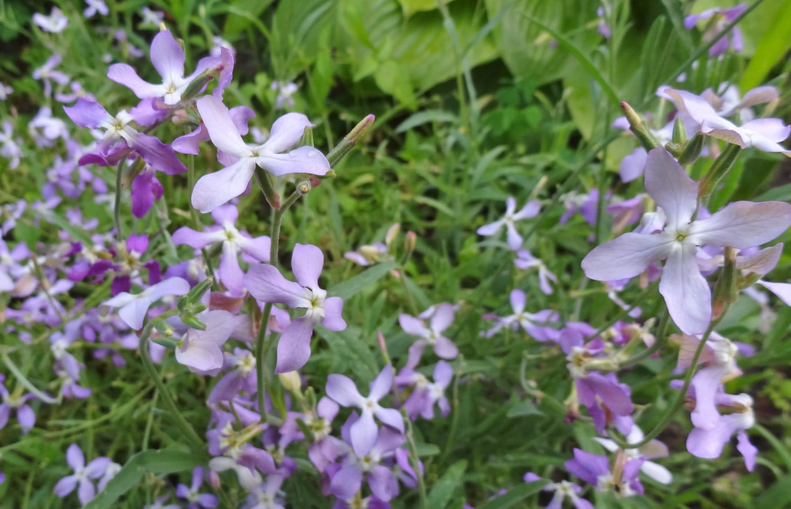 Purple and white flowers grow amidst lush green foliage in an outdoor garden, with petals stretching out.