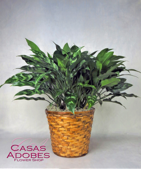 Chinese Evergreen in a basket