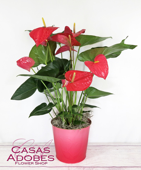 Anthurium Amour