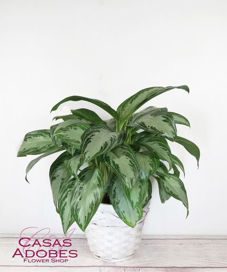 Chinese Evergreen in a basket