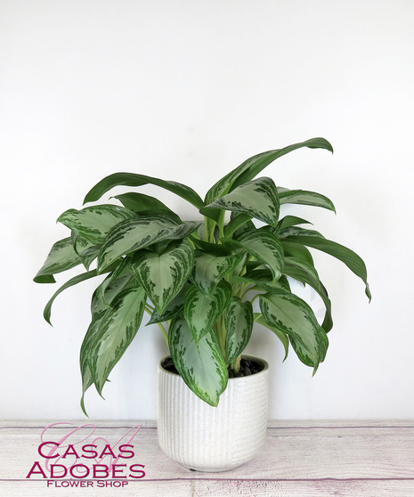 Chinese Evergreen in a basket