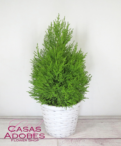 Lemon Cypress Tree in a Basket