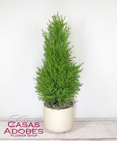 Lemon Cypress Tree in a Basket