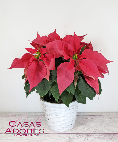 Poinsettia in a basket 