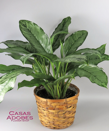 Chinese Evergreen in a basket