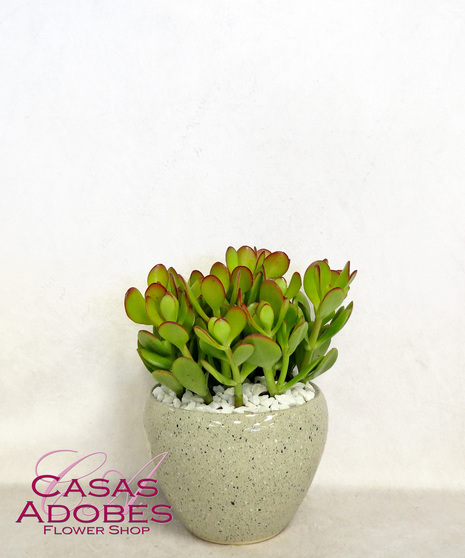 Green Plants