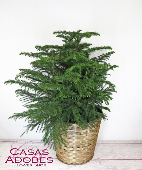 Norfolk pine in a basket with holiday bow