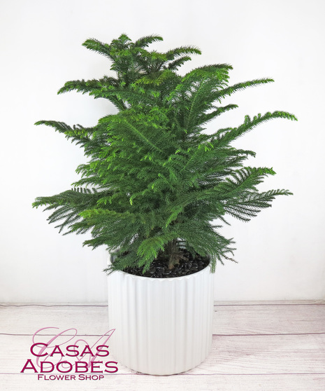 Norfolk pine in a basket with holiday bow