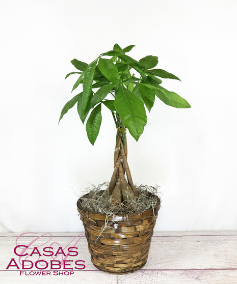 Money Tree in a  ceramic pot