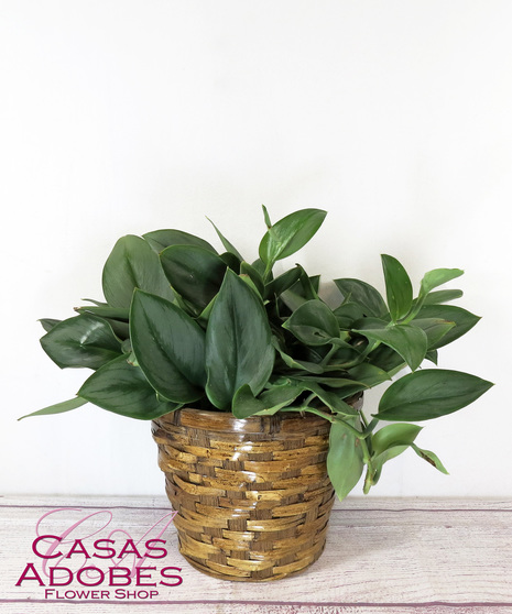 Moonlight Pothos in a basket or ceramic pot