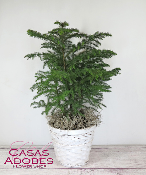 Norfolk pine in a basket with holiday bow