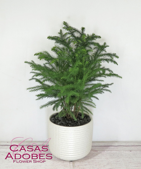 Norfolk pine in a basket with holiday bow