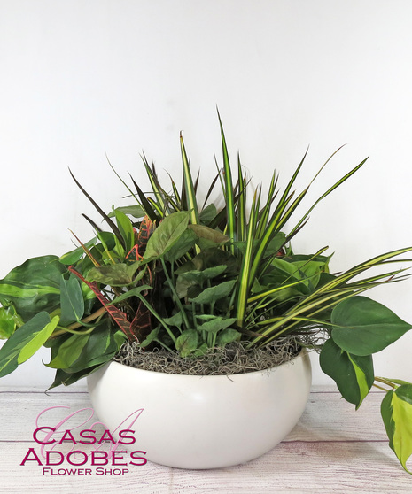 Assorted green houseplants in a ceramic pot