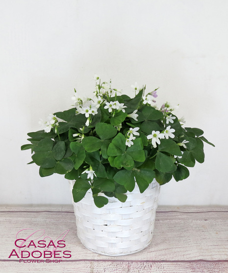 Shamrock Plant