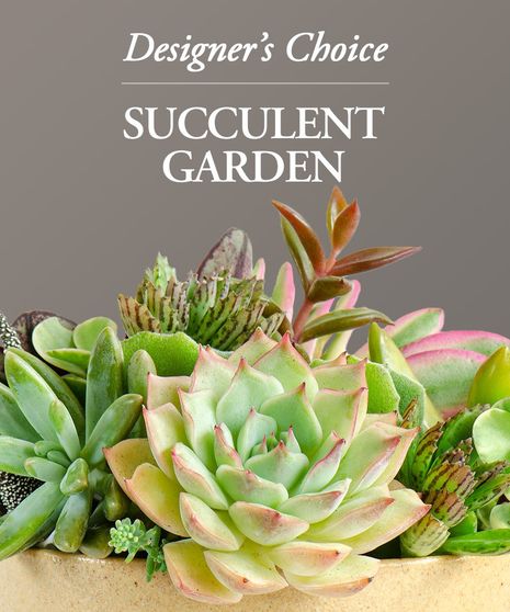 Designers Choice Succulent Garden 