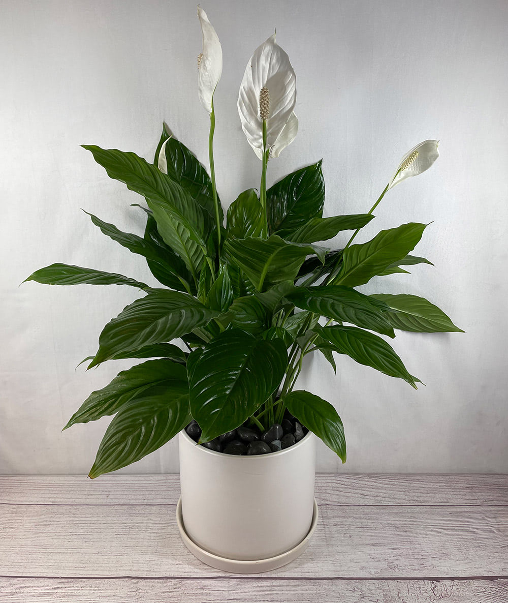 A white peace lily, potted in a white planter and placed upon a wooden table