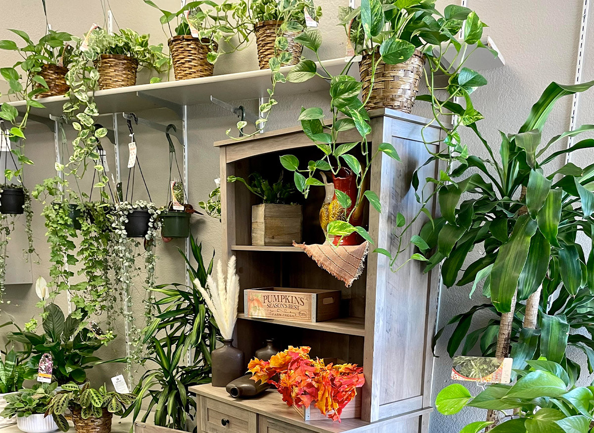 A wide selection of plants and décor, just inside the front door of our Tucson showroom